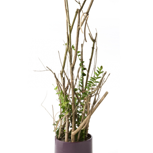 Image of Hoya cuminigiana