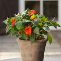 Image of Impatiens hybrid