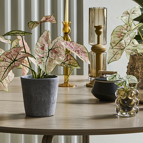 Caladium Araceae (394415)