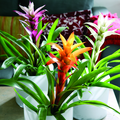 Image of Guzmania hybrid