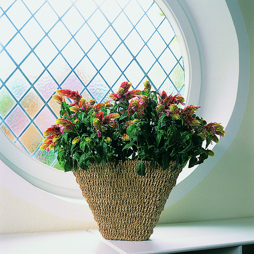 Beloperone Acanthaceae (7122)