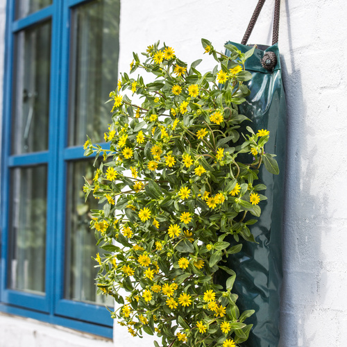 Image of Sanvitalia procumbens