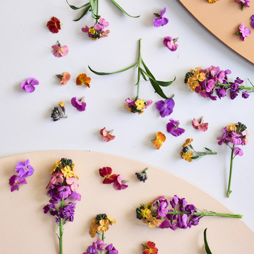 Image of Erysimum hybrid