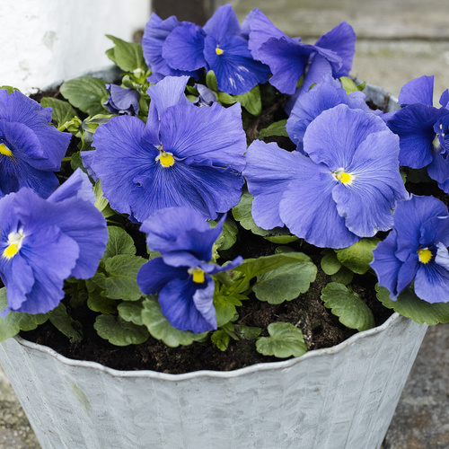 Viola Violaceae (15309)