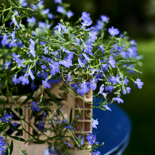 Lobelia Lobeliaceae (412765)