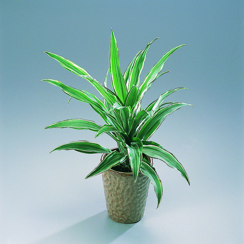 Image of Dracaena sanderiana