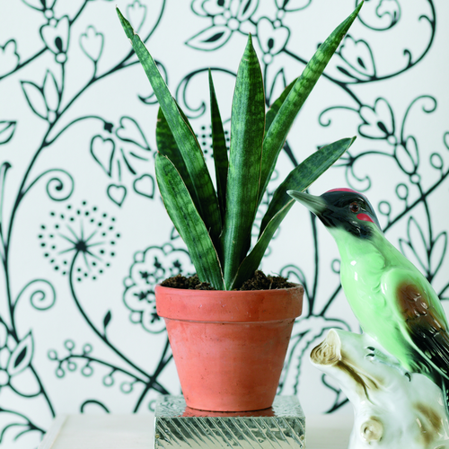 Sansevieria Agavaceae (14302)