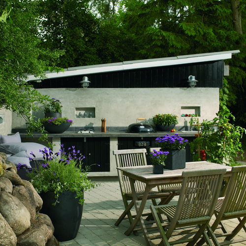 Aster Compositae (6810)