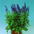 Image of Salvia x superba