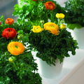 Image of Ranunculus hybrid