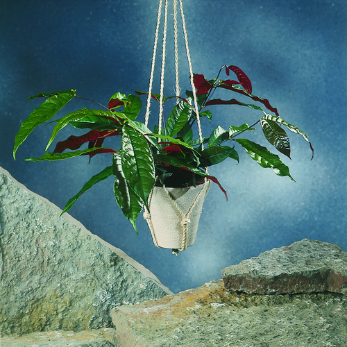 Image of Excoecaria cochinchinensis