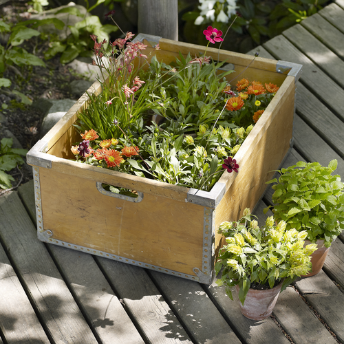 Beloperone Acanthaceae (7136)