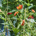 Image of Geum urbanum