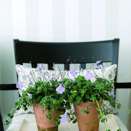 Image of Streptocarpus saxorum