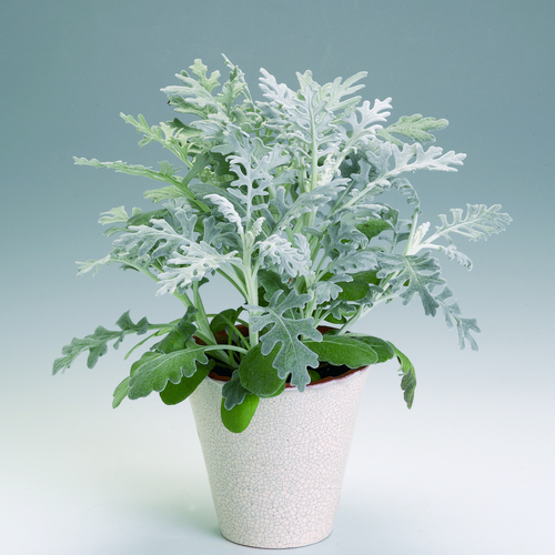 Senecio Compositae (14702)