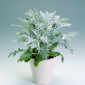 senecio bicolor.tif