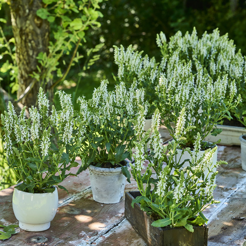 Salvia Labiatae (440612)