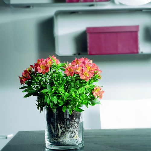 Image of Alstroemeria hybrid