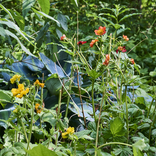Geum Rosaceae (442618)