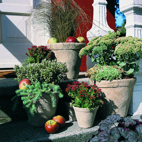 Image of Crassula schmidtii