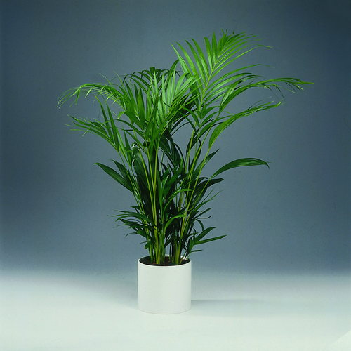 Chrysalidocarpus Palmae (8049)