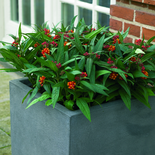 Image of Asclepias curassavica