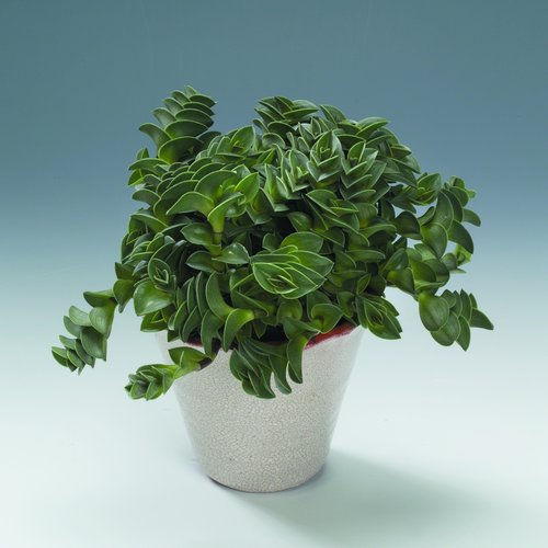 Callisia Commelinaceae (7331)