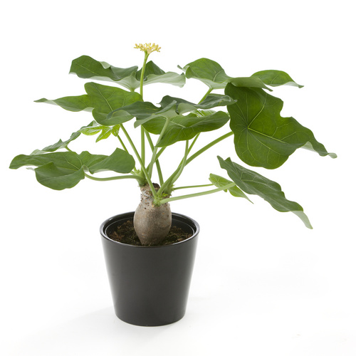 Image of Jatropha podagrica