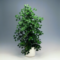Image of Ficus deltoidea