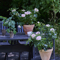 Image of Rosa hybrid
