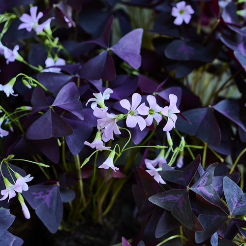 Image of Oxalis triangularis