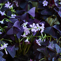 Image of Oxalis triangularis