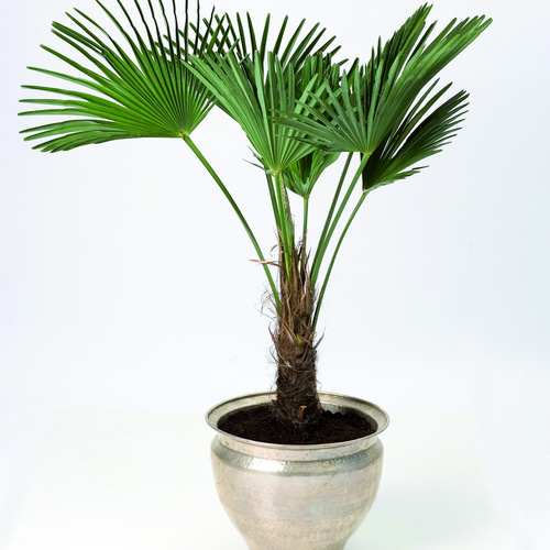 Image of Trachycarpus wagnerianus