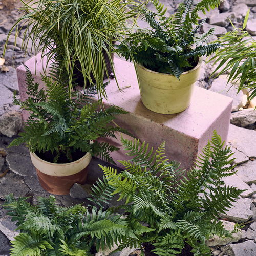 Dryopteris Dryopteridaceae (412769)