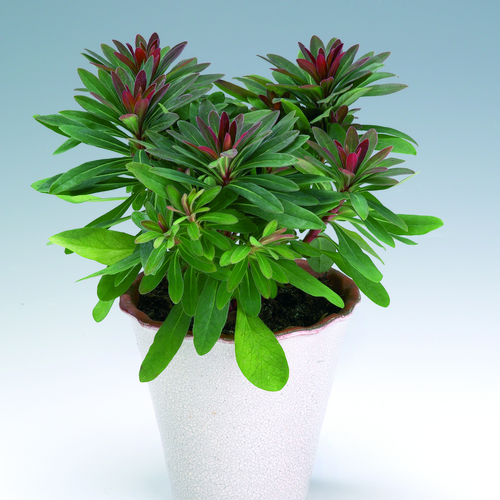 euphorbia hybrid Image of Euphorbia amygdaloides