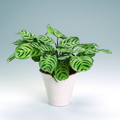 maranta leuconeura.tif