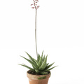 Image of Aloe hybrid