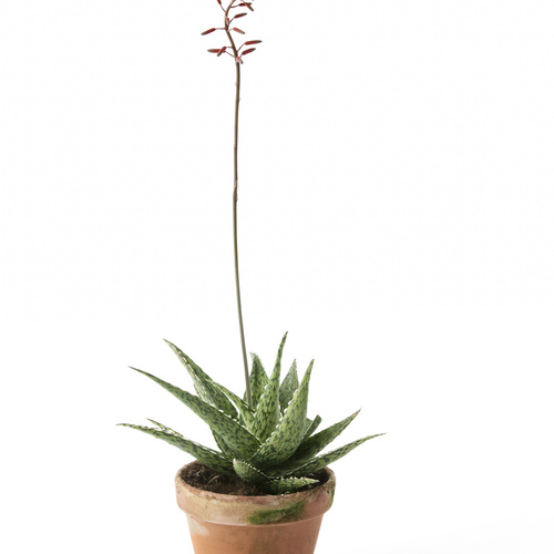Image of Aloe hybrid