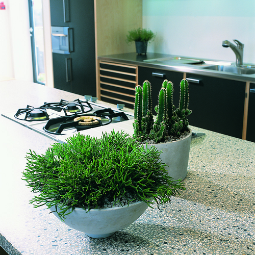 Image of Cereus peruvianus