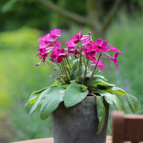 Image of Streptocarpus hybrid