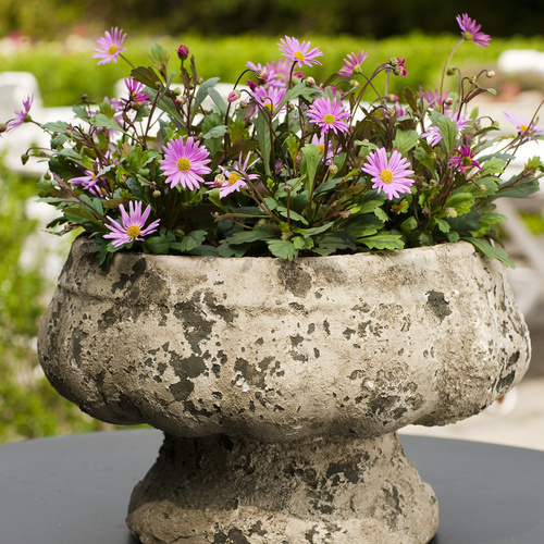 Surdaisy_Strawberry_Pink_20120515wf9r7605 Image of Brachyscome hybrid