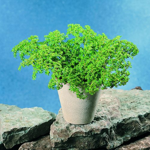 Image of Pilea microphylla