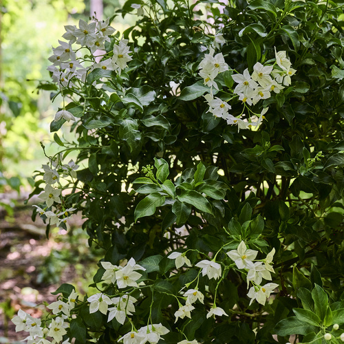 Solanum Solanaceae (442606)