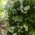 Image of Solanum jasminoides