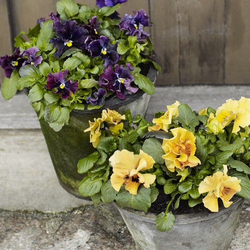 Viola Violaceae (15319)