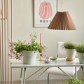 Image of Gypsophila paniculata