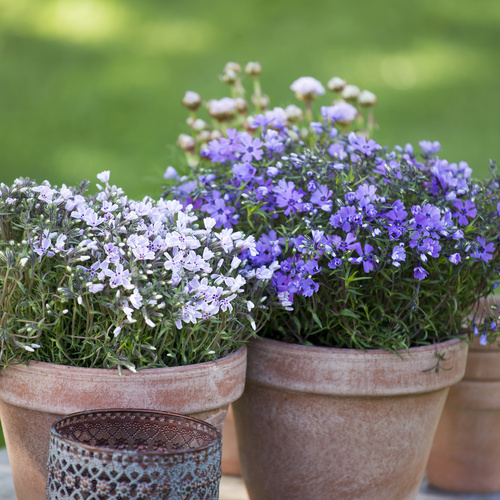 Phlox Polemoniaceae (12782)
