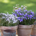 Phlox_subulata_.jpg