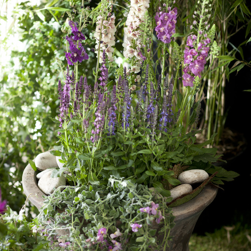 Image of Verbascum hybrid