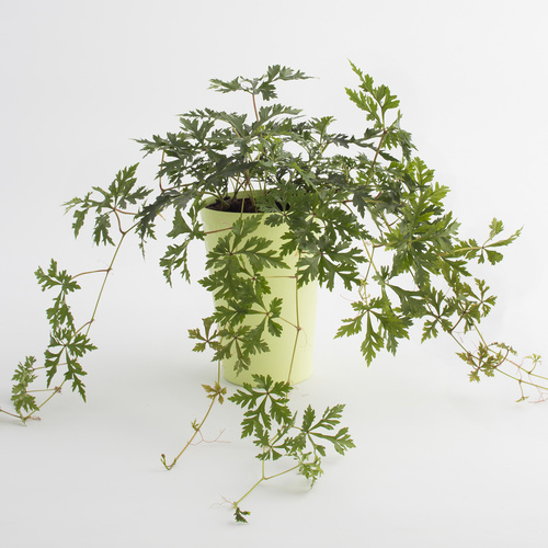 Parthenocissus Vitaceae (12204)